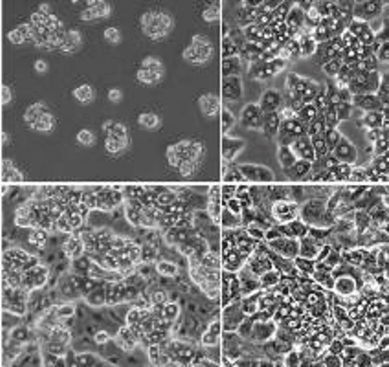 Start Hepatocyte Culture image 1