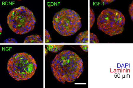 Expand into Fabricating Neural Microtissue for Neural Tissue Regeneration image 1