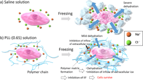 Develop Chemical-define Cryopreservation Formula for Cellular Biodrugs image 1