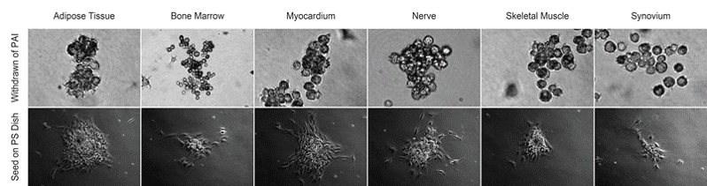 Discover a Platform Technology to Activate and Isolate uPAR+/Nestin+ High Potent Stem Cells image 1