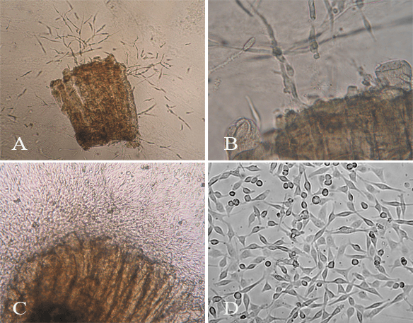 Succeed to Discover & Isolate image 2