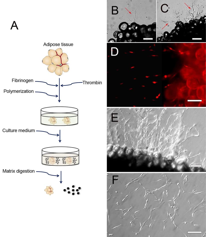 Succeed to Discover & Isolate image 3