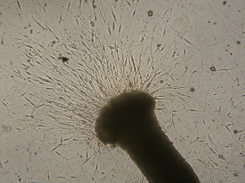 Succeed to Discover & Isolate image 4