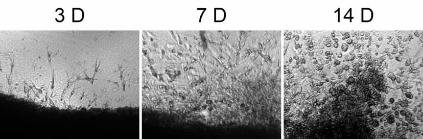 Succeed to Discover & Isolate image 5