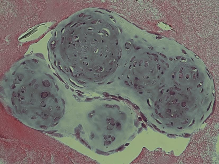 Adapt a Platform Technology to Isolate Synovial Stem Cells image 1