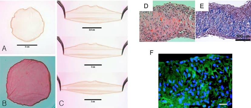Design a One-Step Integrated Method to Manufacture a Multilayered Cell Sheet of Myocardial Stem Cells image 1