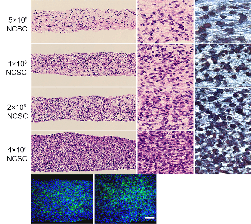 Extend a Cell Sheet Technology to Develop Neural Crest Stem Cells Cell Sheet image 1