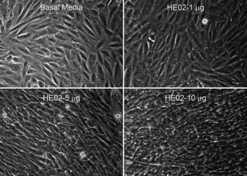Induction of dermal fibroblast growth