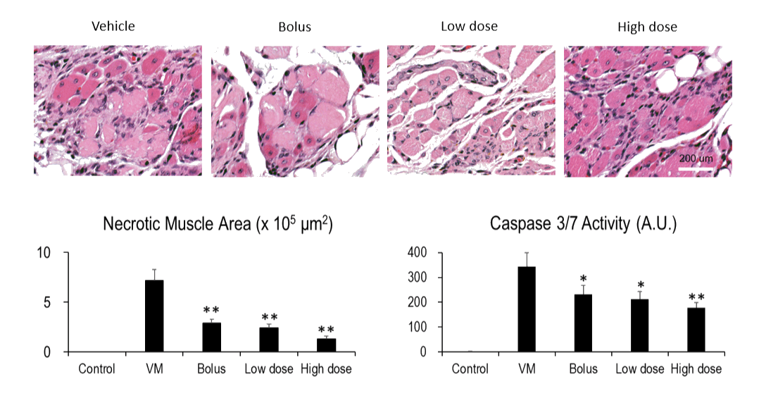 Regeneration of muscle fiber & Anti-inflammation